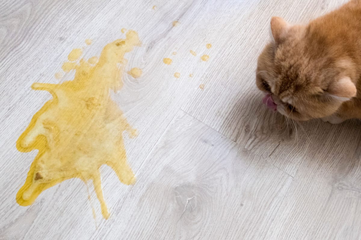 Vómito amarillo sobre un suelo de madera clara y un gato.