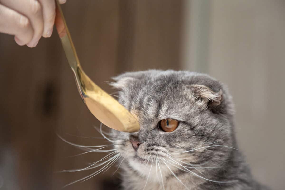 El dueño le está dando comida a un gato anoréxico con una cuchara dorada.