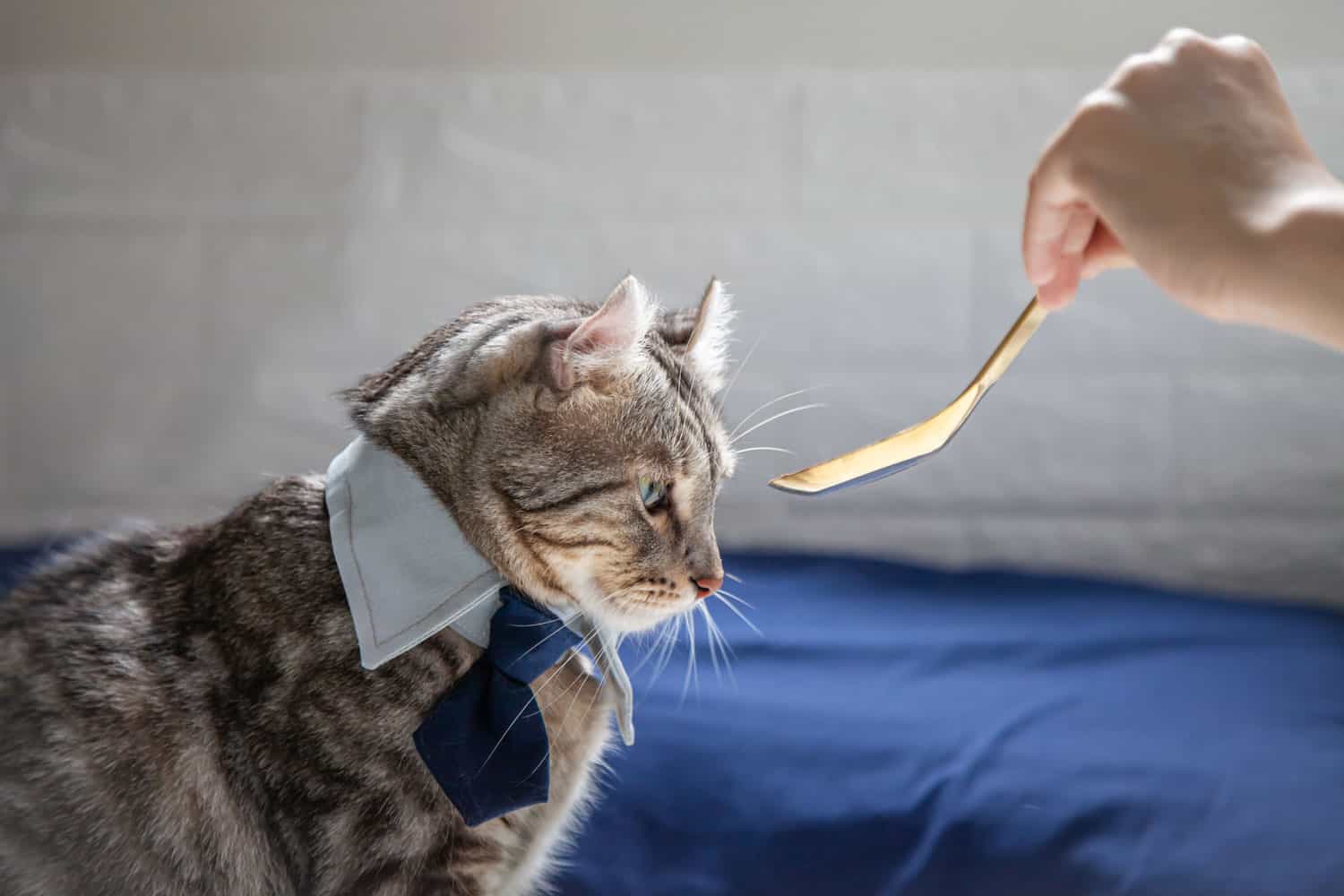 El dueño está usando una cuchara dorada para alimentar a un gato con anorexia.