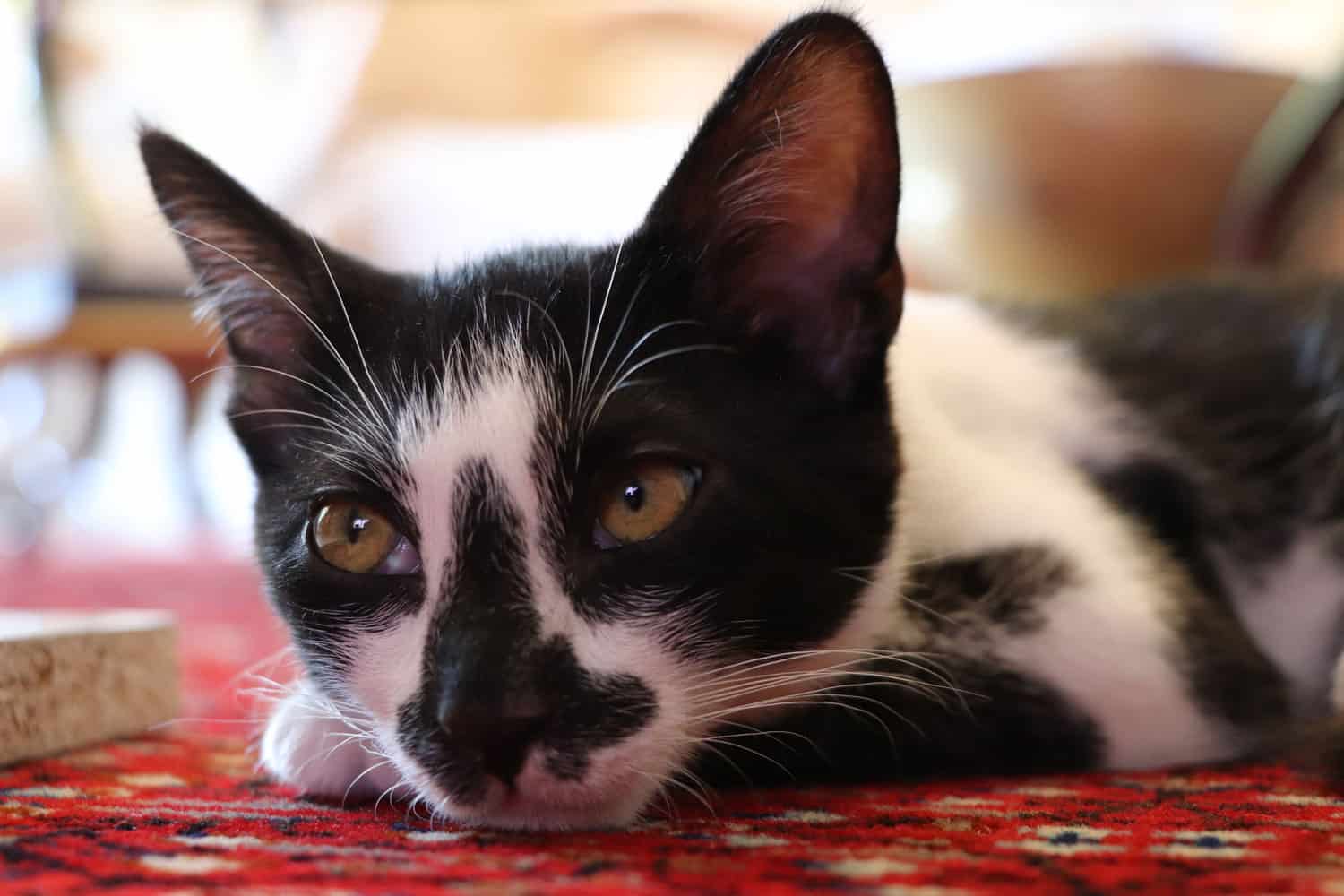 Gato esmoquin con anorexia descansando.