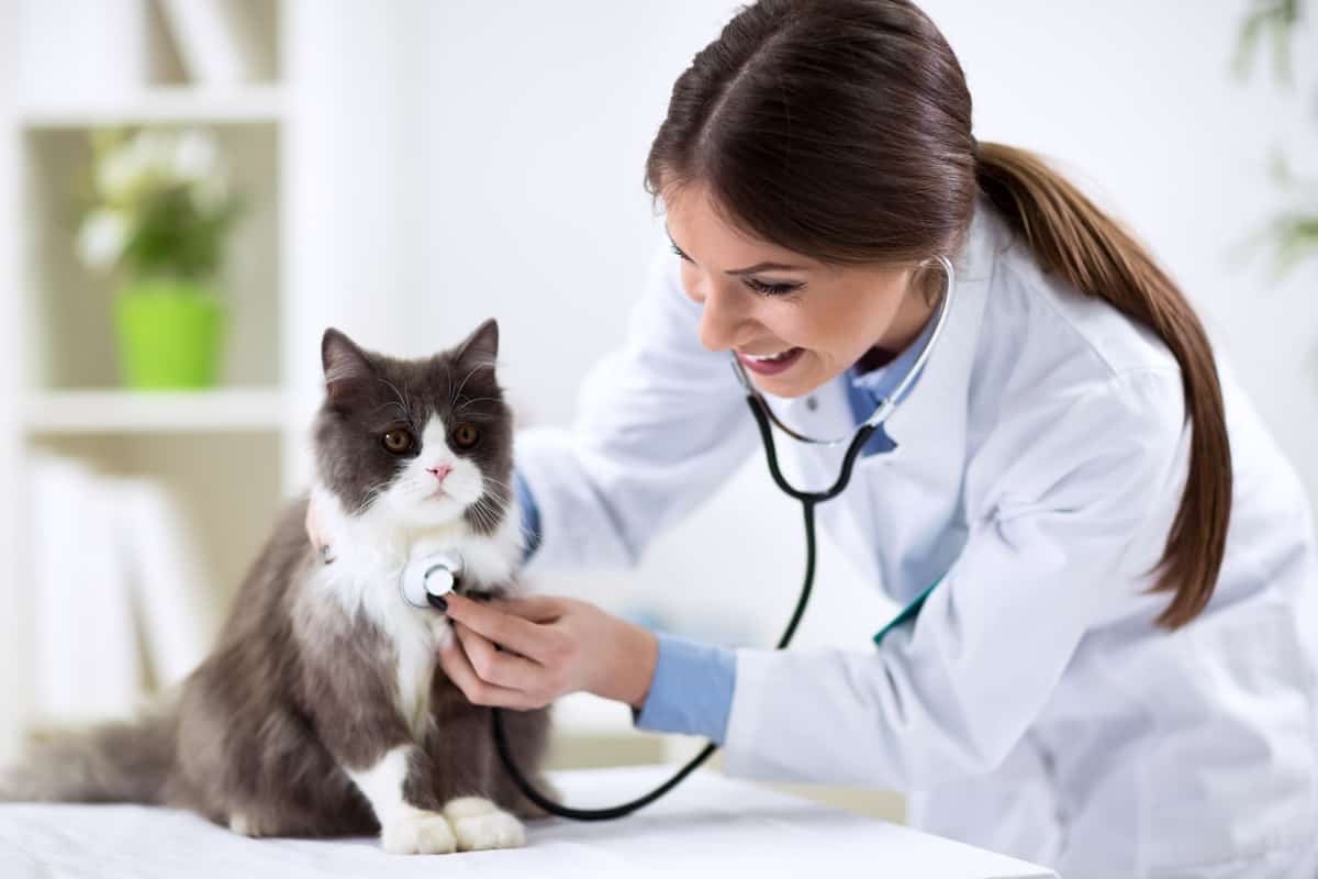 Gato persa con médico veterinario en la clínica veterinaria