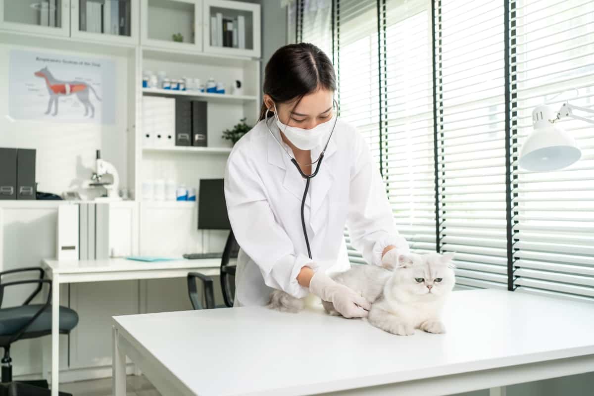 El veterinario asiático examina al gato durante la cita en la clínica veterinaria. Médico veterinario profesional parado en la mesa de examen con estetoscopio y revisando al pequeño gatito animal en el hospital de mascotas