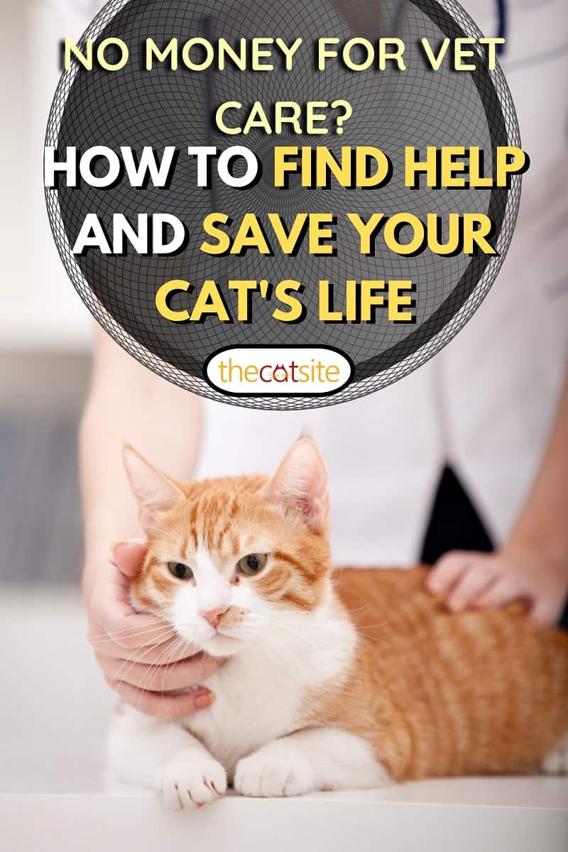 gato y veterinario
