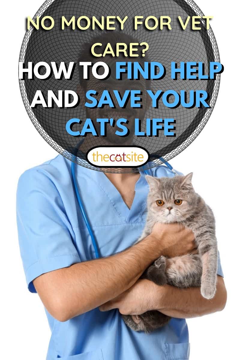 Veterinario con lindo gato sobre fondo blanco.