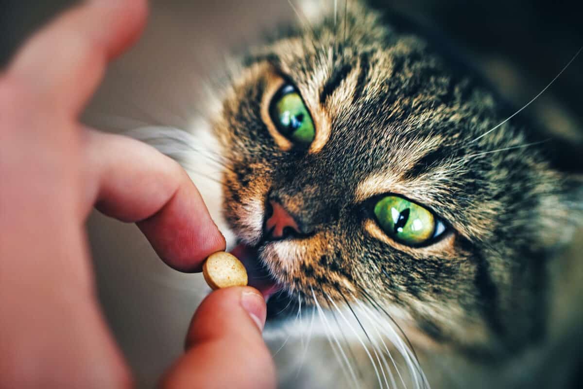 Pilling Cats: Consejos Imprescindibles Para Ocultar Pastillas