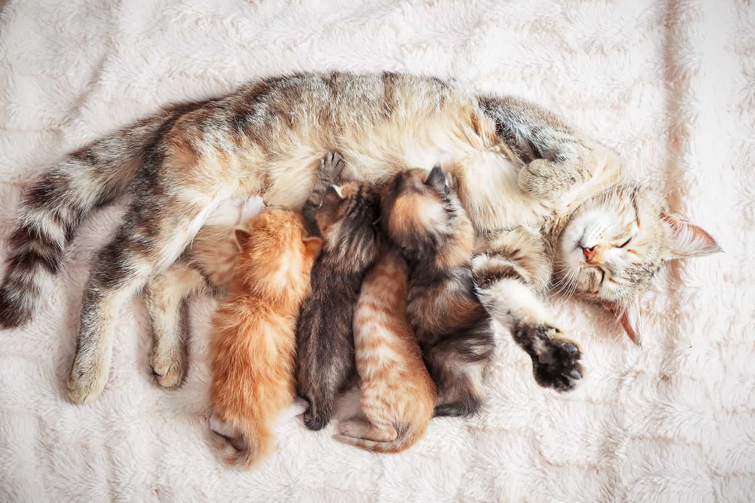Madre gata gris amamantando a sus bebés gatitos, cerrar
