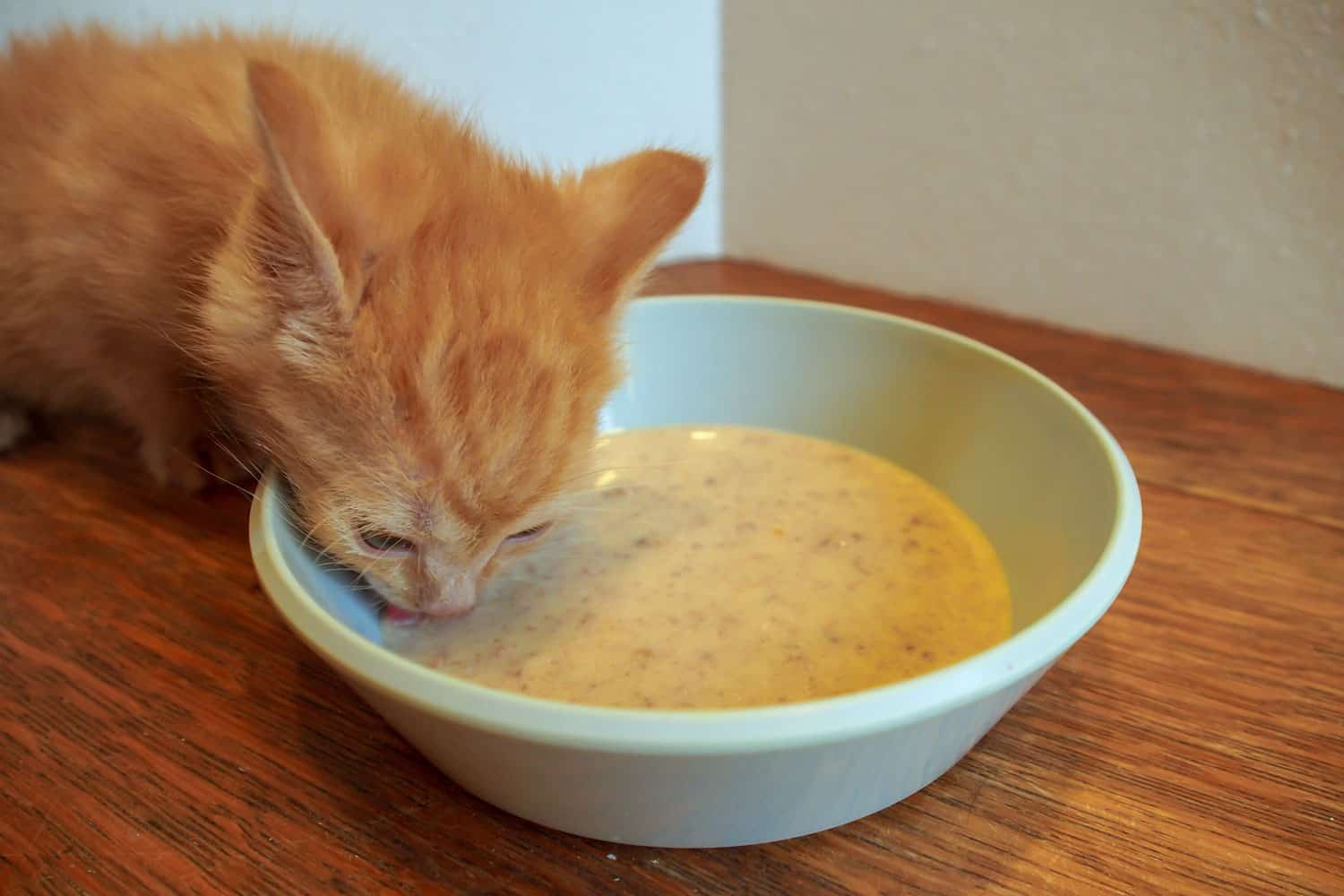 Un gatito atigrado naranja prueba la comida por primera vez.
