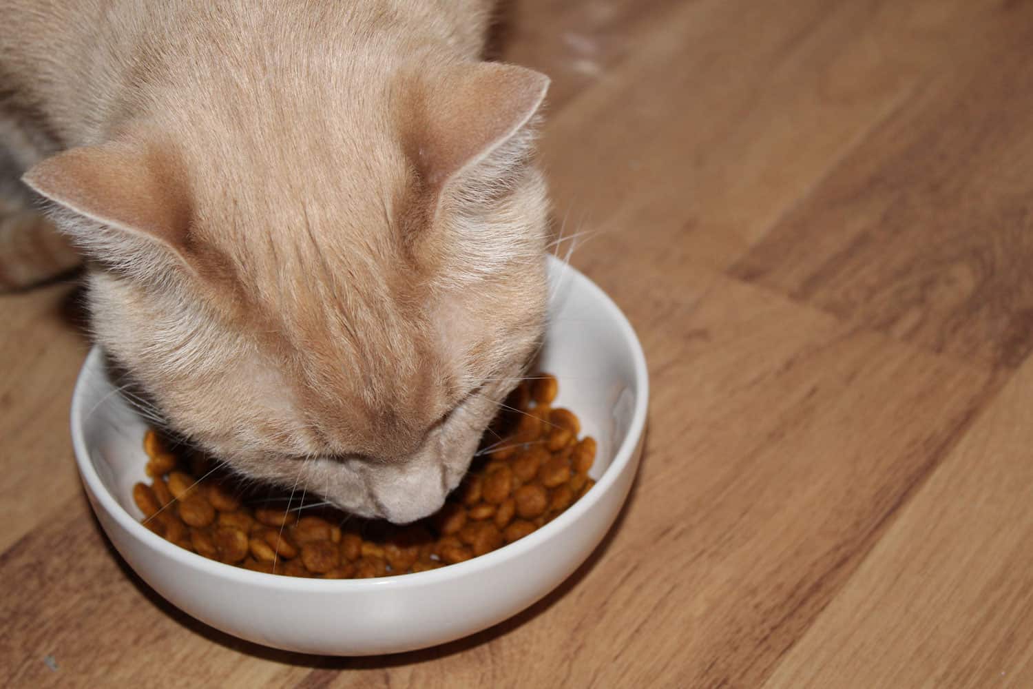 Gato naranja macho comiendo croquetas de un plato blanco
