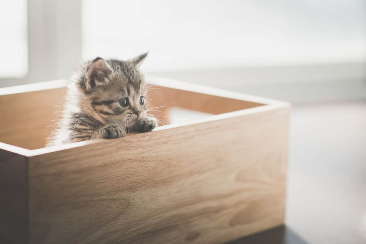 Gatito joven en una caja de madera