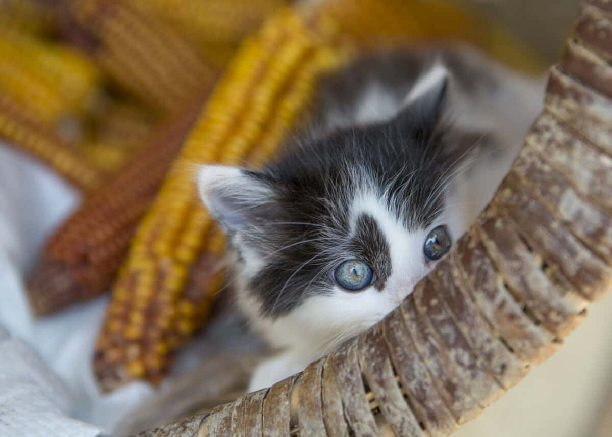 Gatito en una canasta