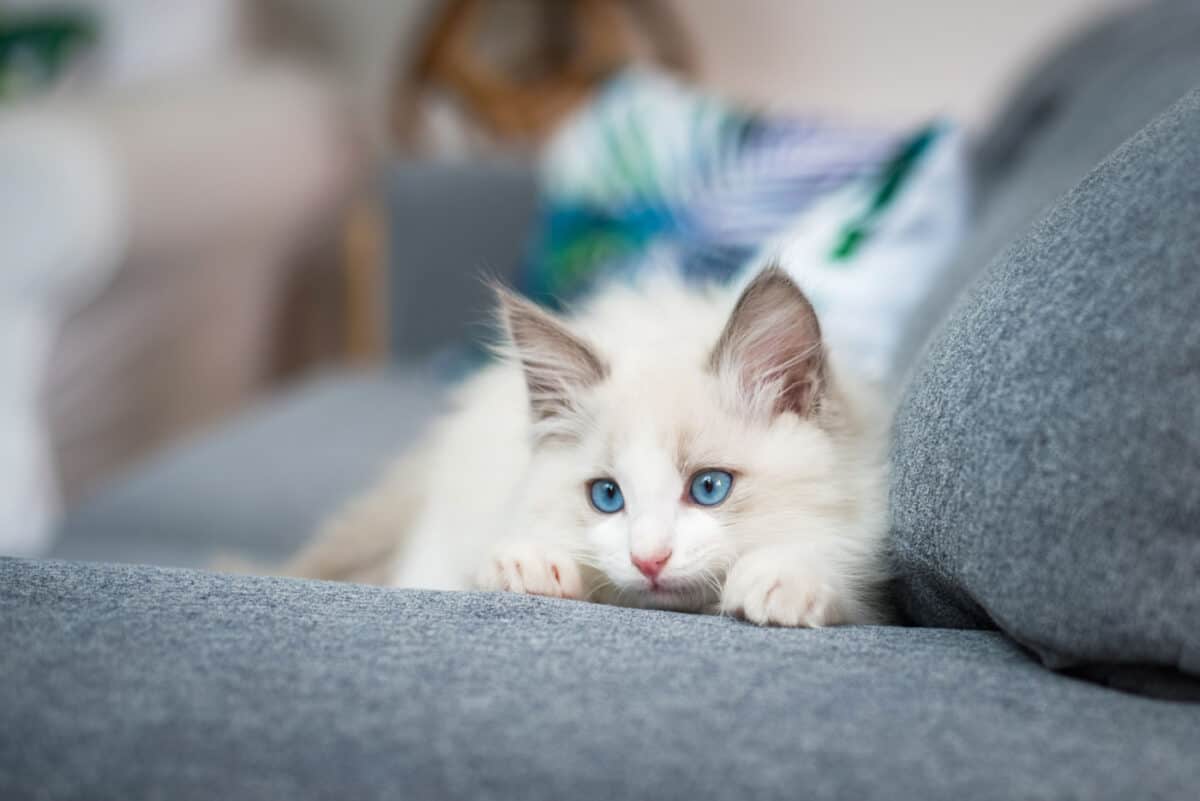 Gatito de cuatro meses en el sofá