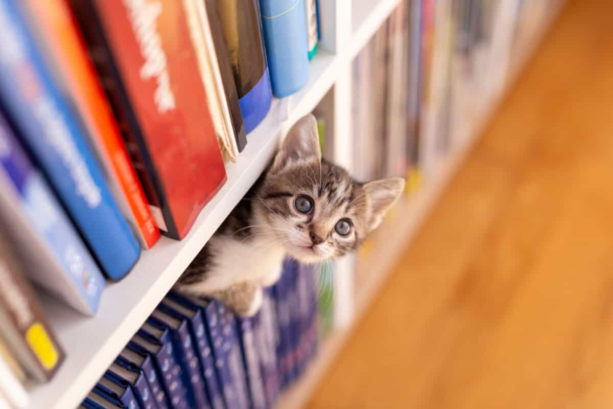 Gatito en librería
