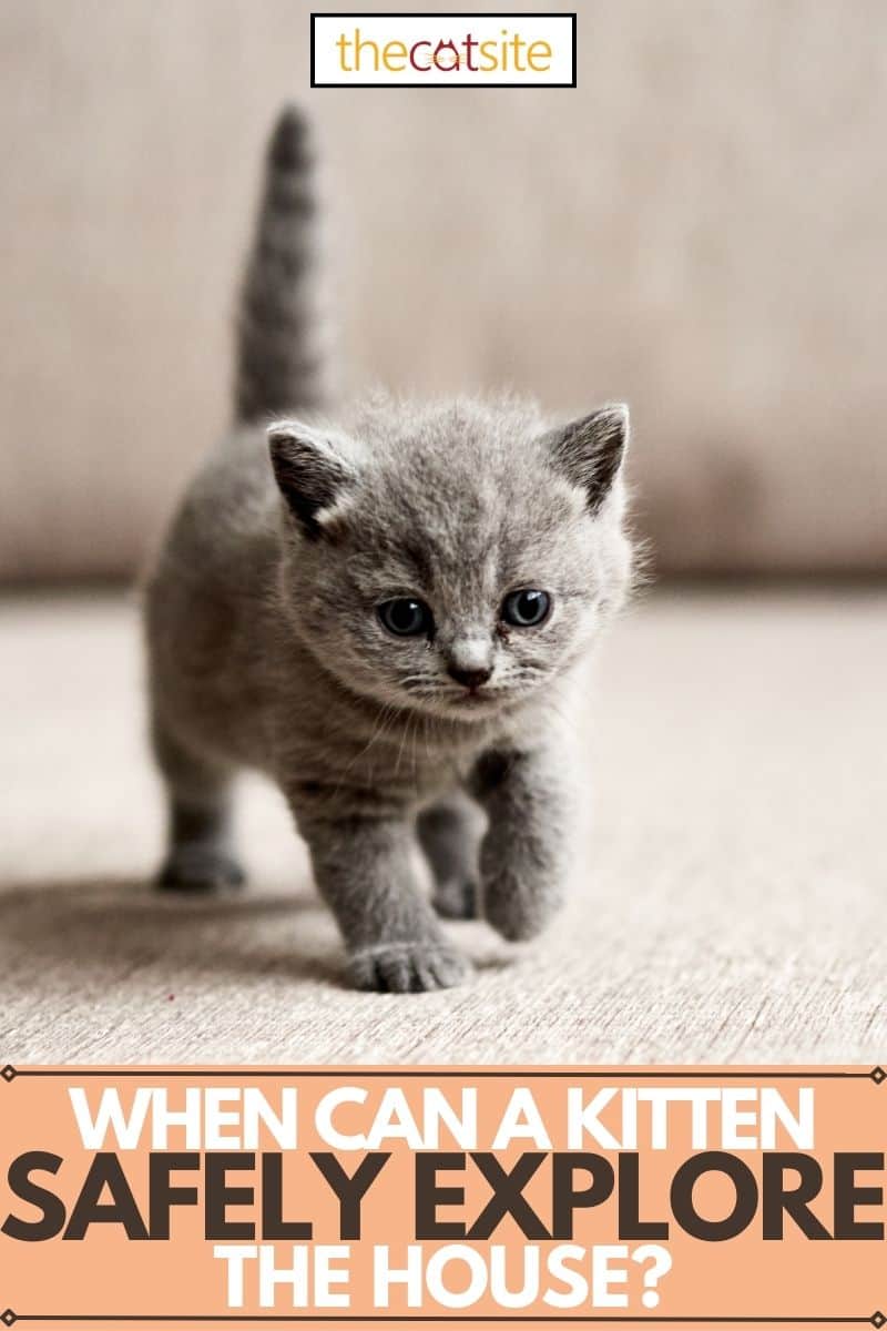 ¿Cuándo puede un gatito explorar la casa de forma segura?