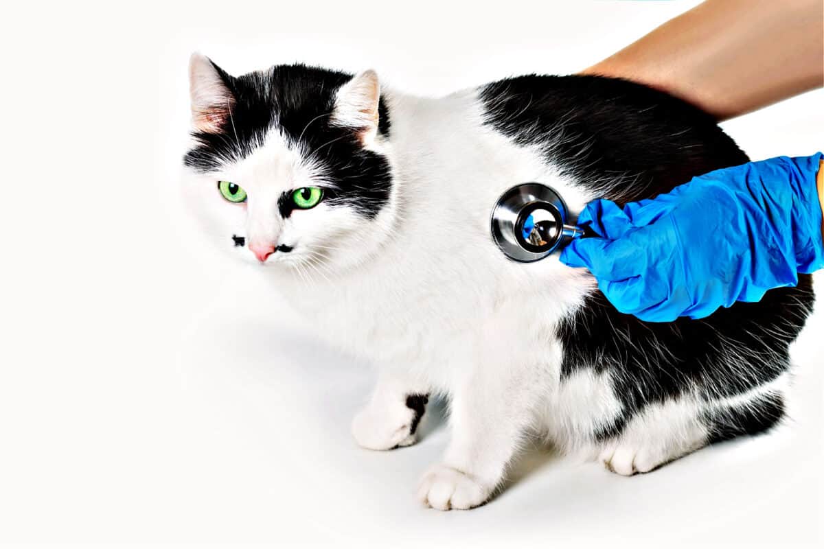 enfermedad intestinal (EII) en gatos