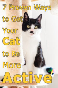 7 Formas Comprobadas De Hacer Que Tu Gato Sea Más