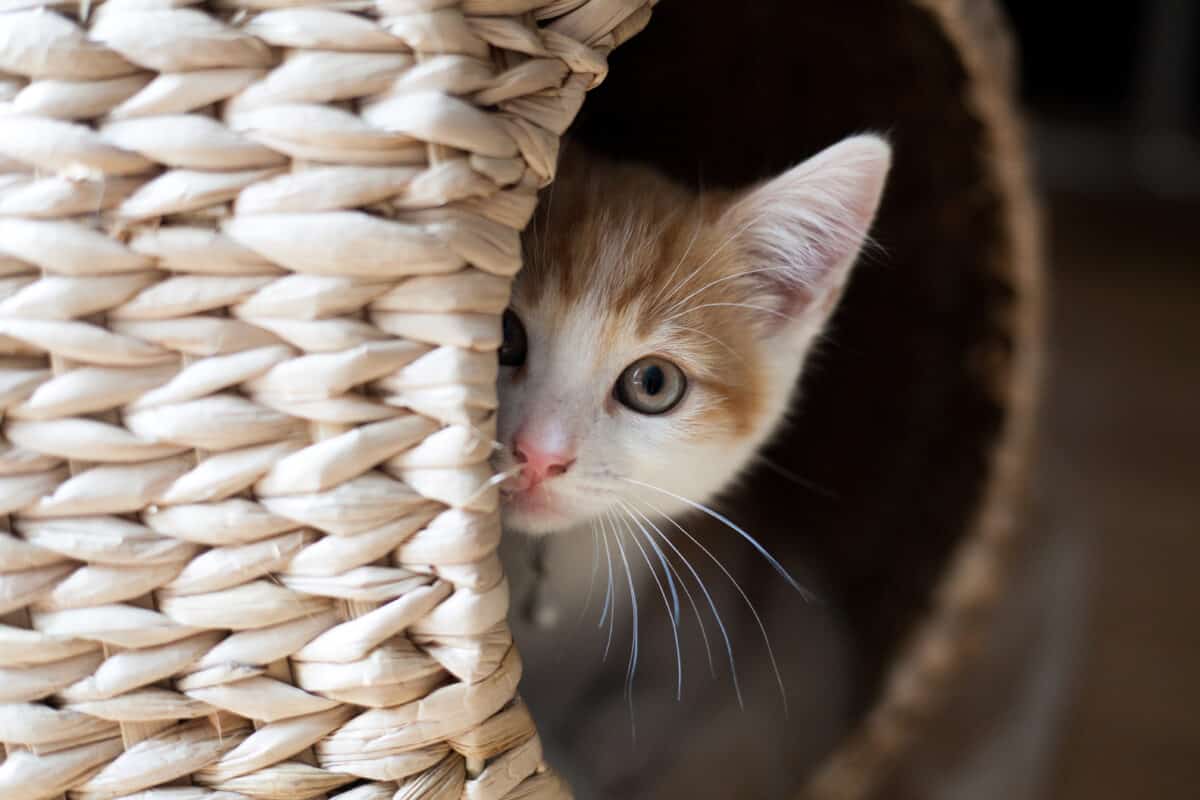 Gato mirando fuera de la canasta