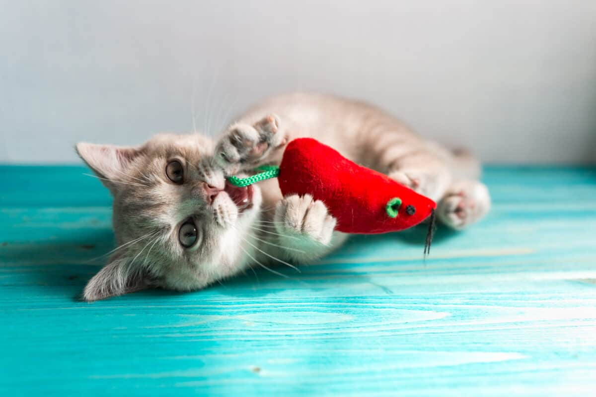 Gato jugando con ratón de juguete