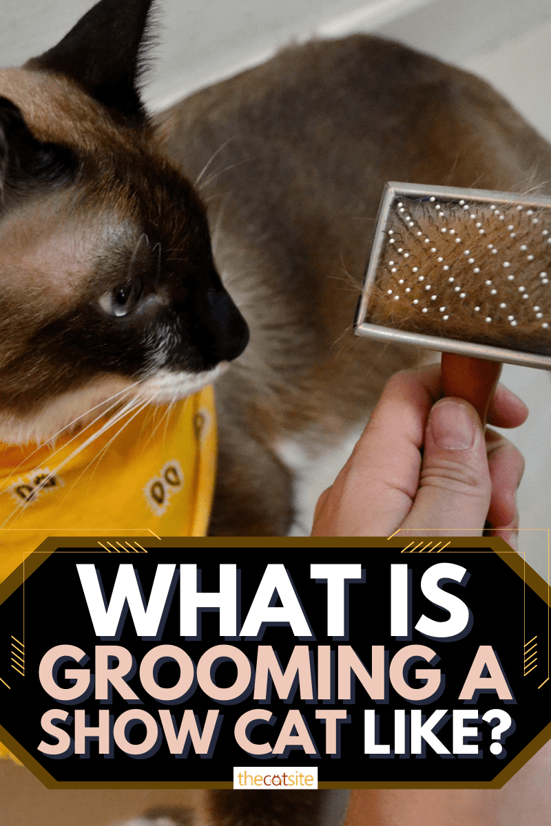 ¿Cómo es el cuidado de un gato de exposición?