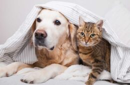 Feliz joven perro golden retriever y lindo gato atigrado de raza mixta bajo un acogedor cuadros, las mejores y peores razas de perros para vivir con gatos