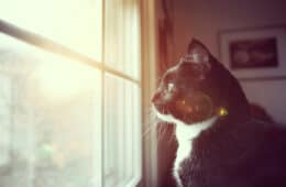 gato mirando por una ventana hacia el exterior