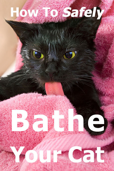 Cómo Bañar a Un Gato De Forma Segura: La Guía