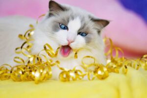 Cómo Detener El Problema De Masticar Gatos