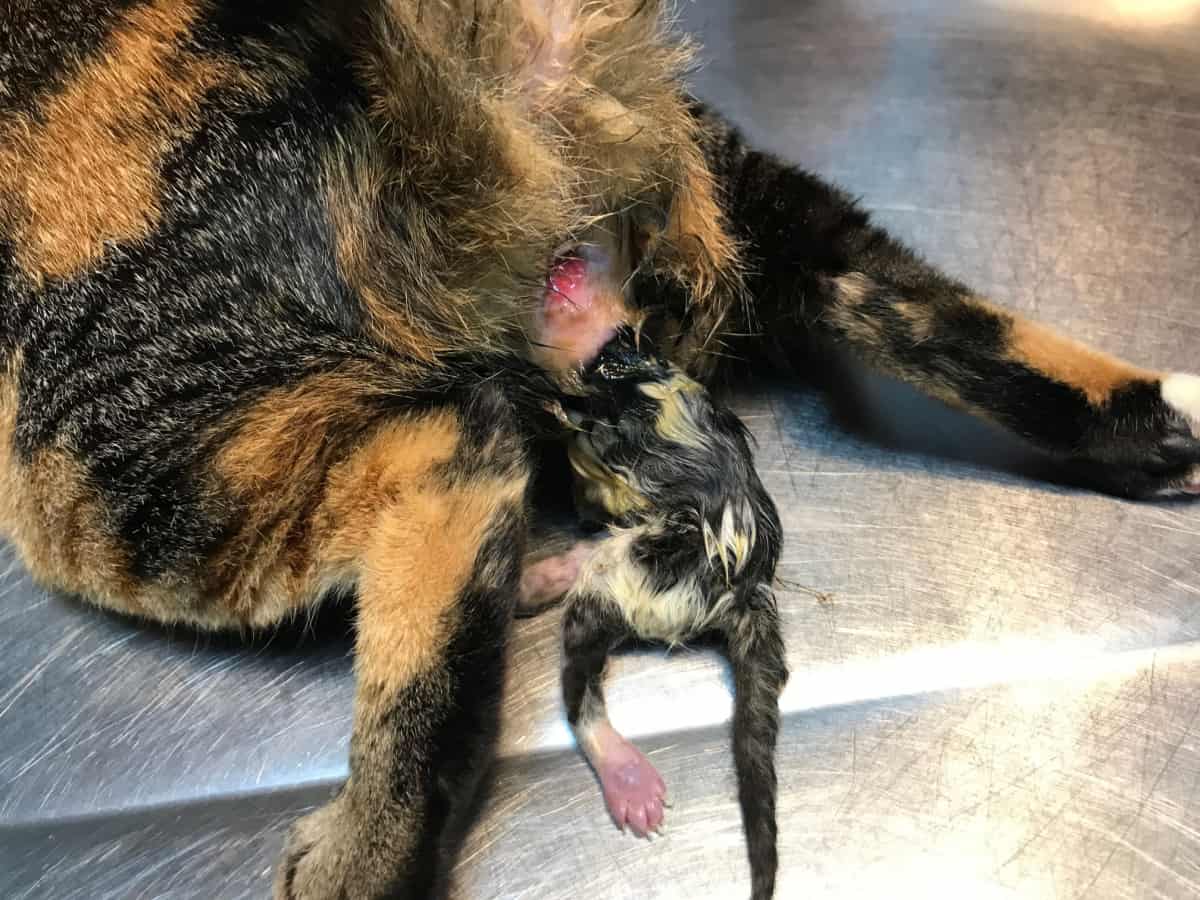 gatito atrapado o la madre gata tiene dificultades para dar a luz