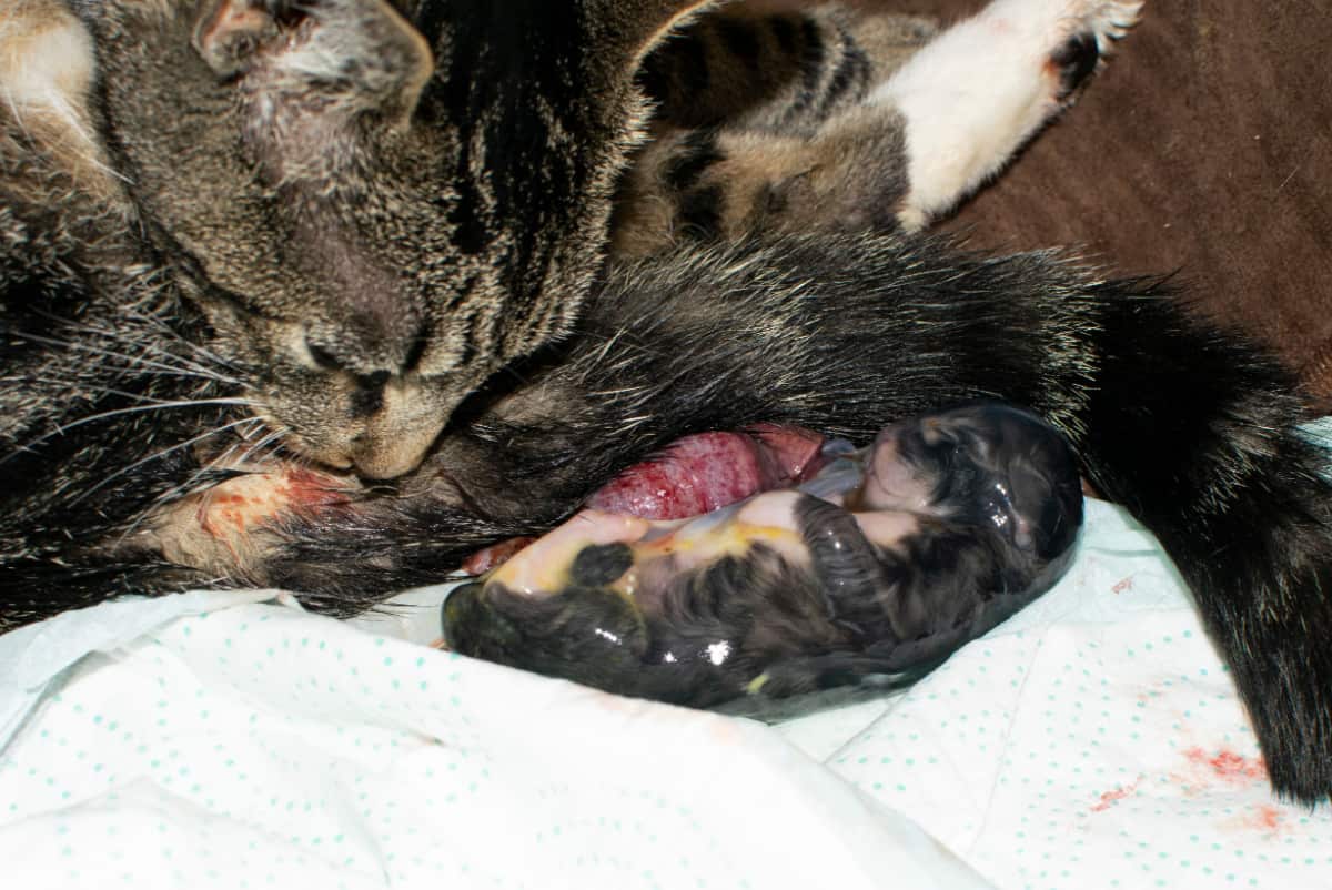 Gatito recién nacido todavía está en la bolsa amniótica