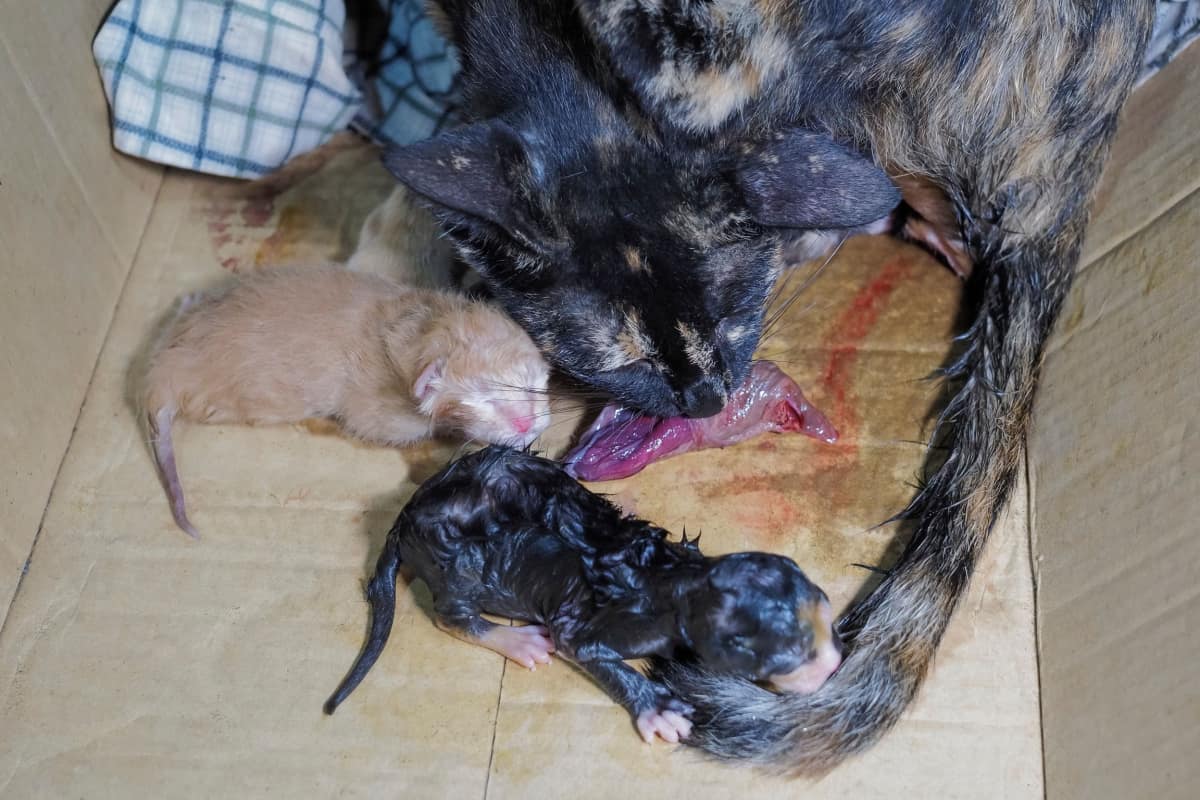 Gato comiendo placenta con gatitos recién nacidos.