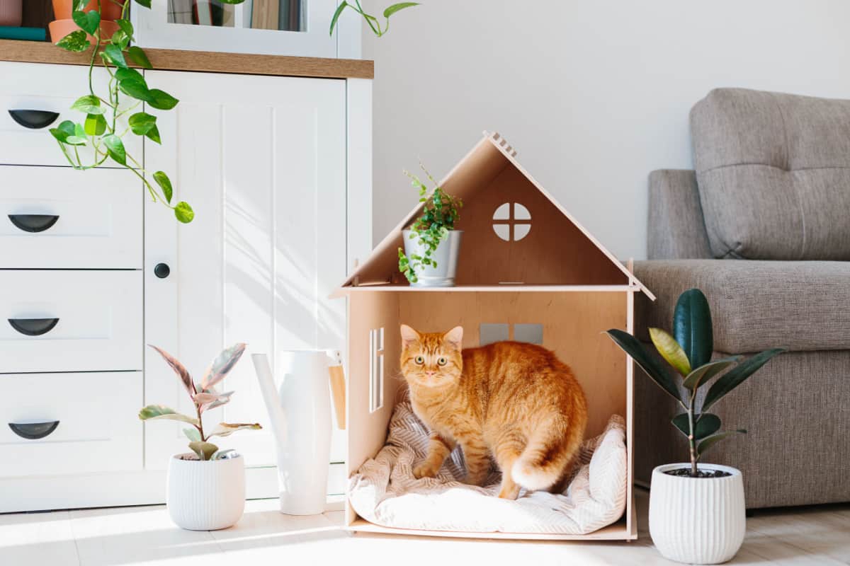 Gato jengibre en el salón de madera de la casa del gato