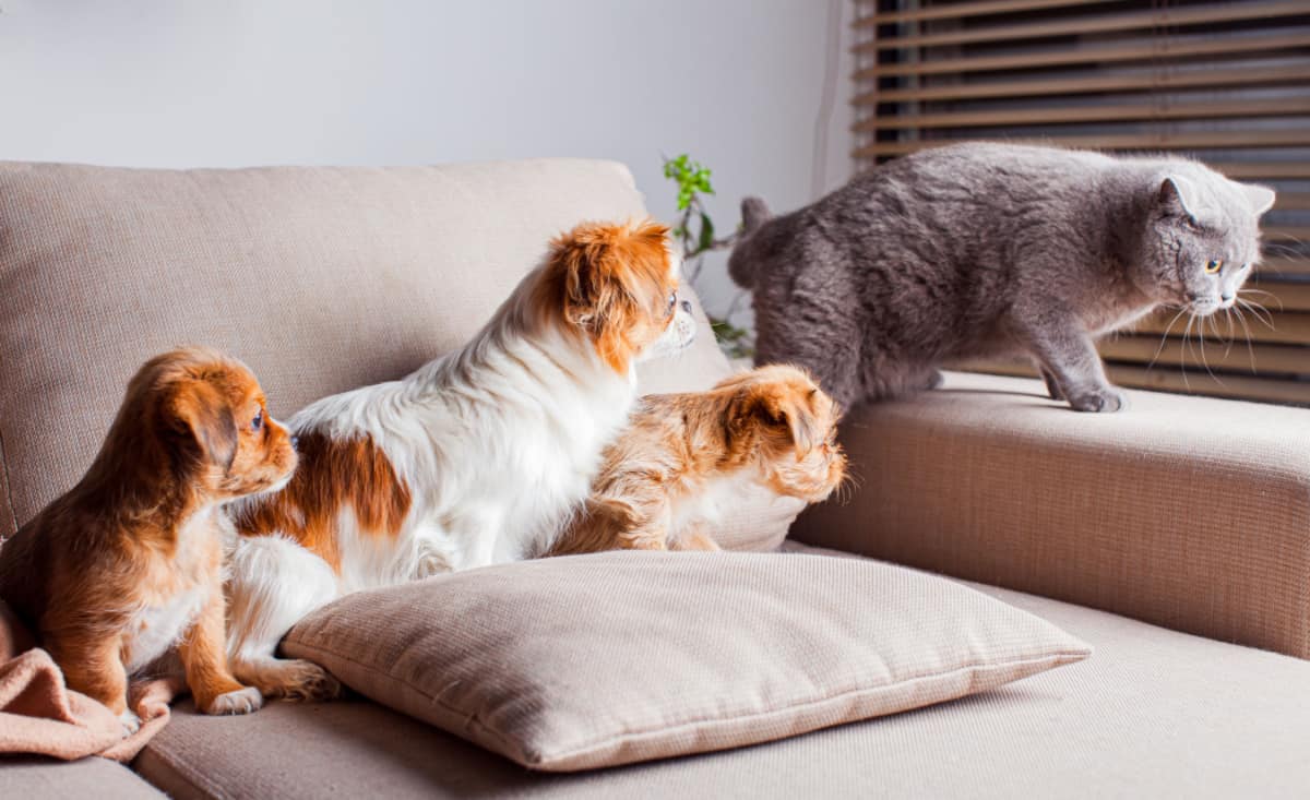 3 perros que parecen en total un gato gris; retrato de mascotas están aprendiendo a vivir juntas