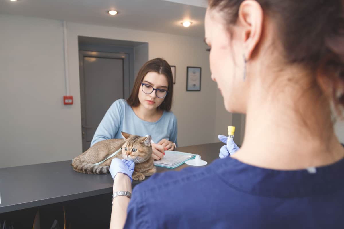mujer joven escribiendo frente a una mujer tocando su gato mascota