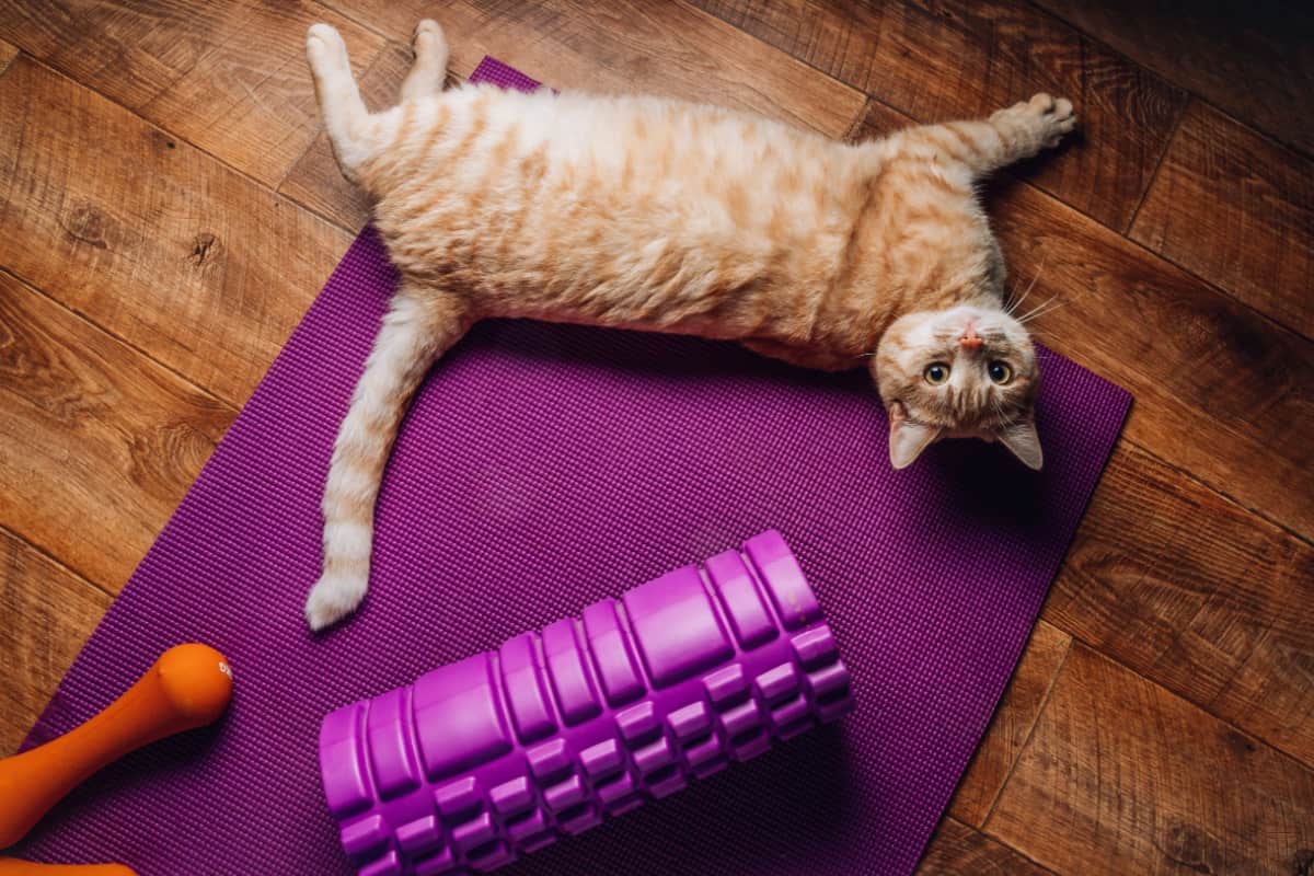 gato gordo rojo yace sobre una estera de yoga