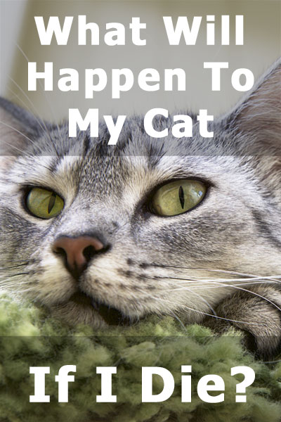 ¿Qué pasará con mi gato si muero?