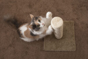 Cómo Evitar Que Tu Gato Arañe Los Muebles