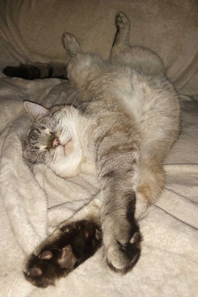 Gato súper lindo durmiendo en una posición muy extraña
