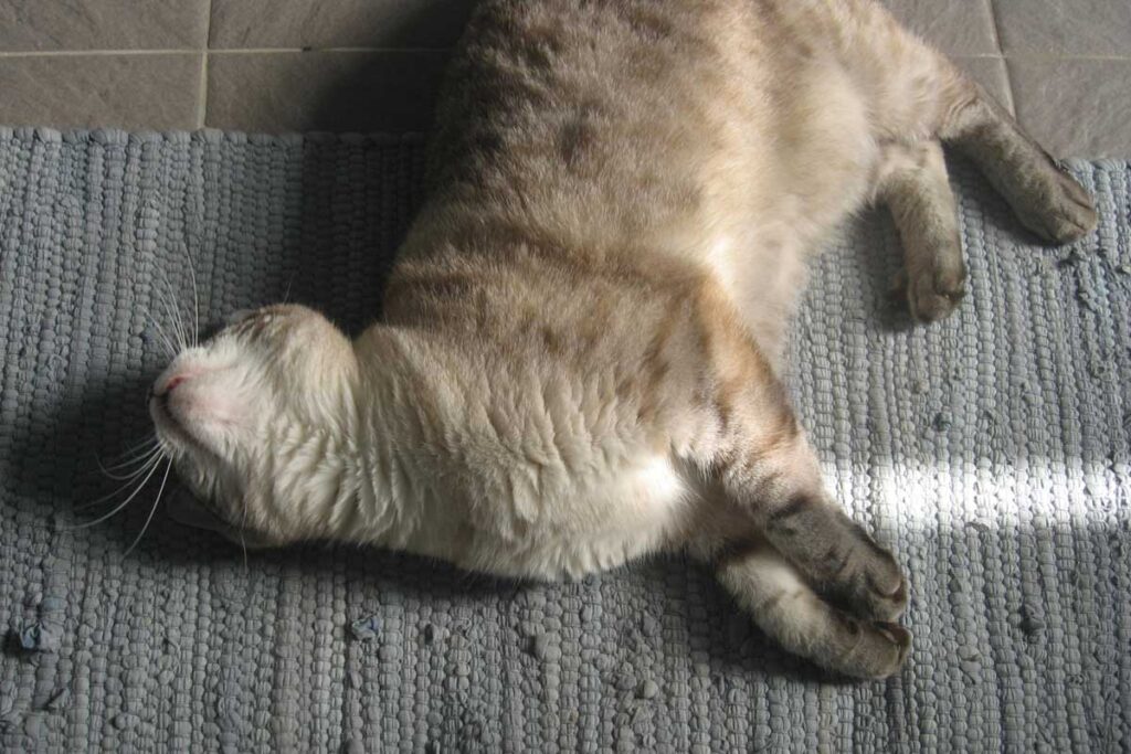 Gato dormido con la cabeza hacia arriba