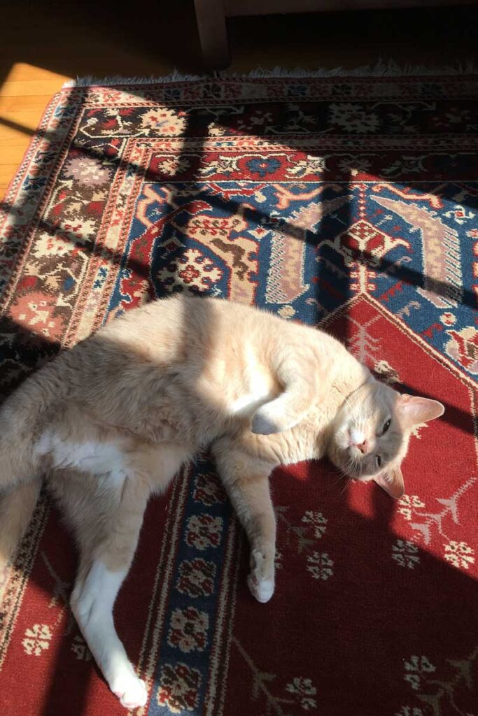 Gato durmiendo sobre una alfombra con el cuerpo mirando hacia arriba
