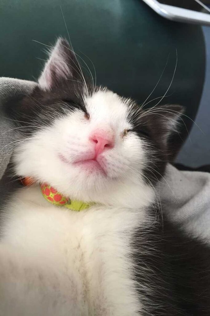 Gato super lindo durmiendo con una cara sonriente
