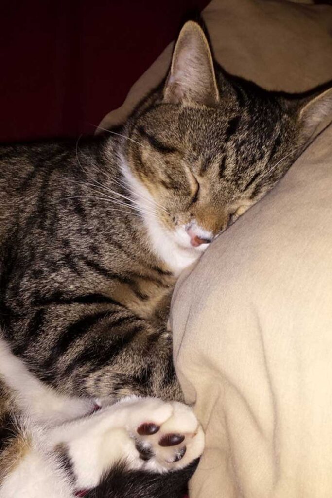 Gato durmiendo con la cabeza sobre la almohada