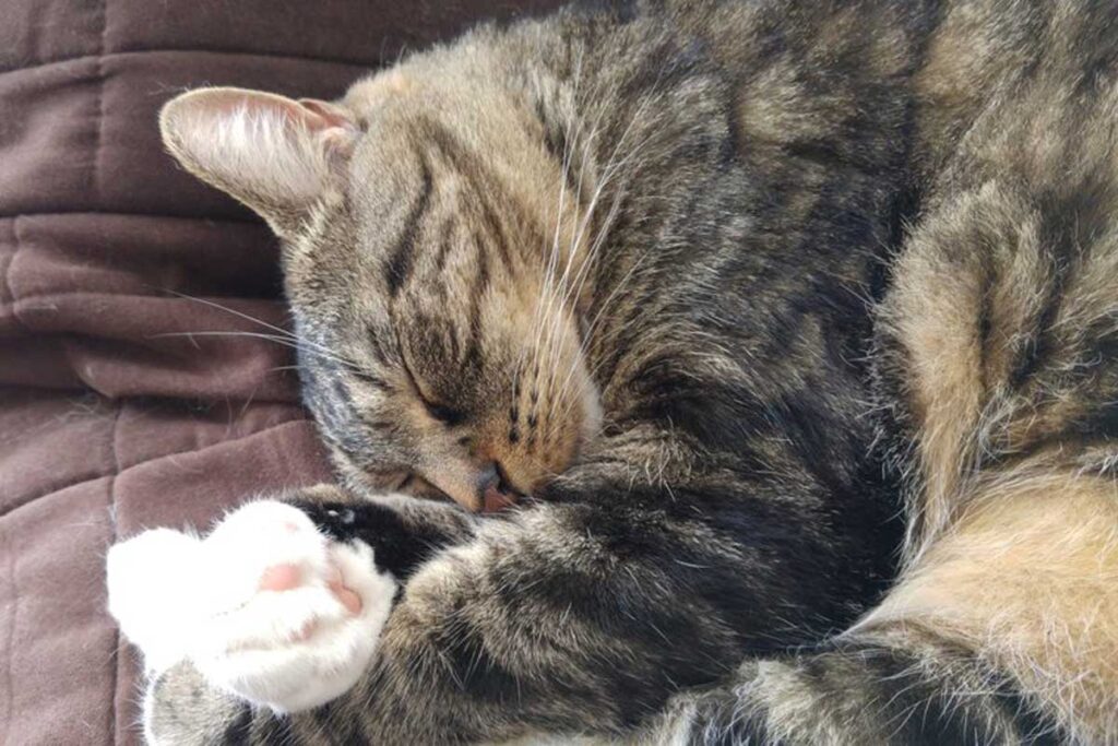 Gato durmiendo con ambas patas delante de la cara.