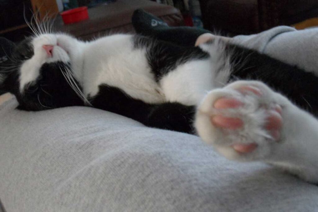Gato blanco y negro durmiendo boca abajo