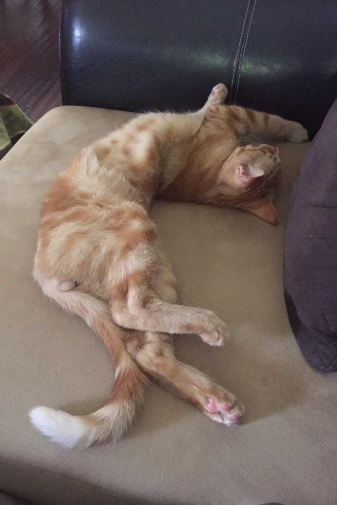 Gato pelado de color naranja durmiendo en una posición muy arqueada