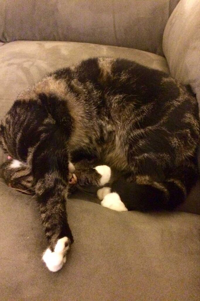 Gato durmiendo en posición extraña