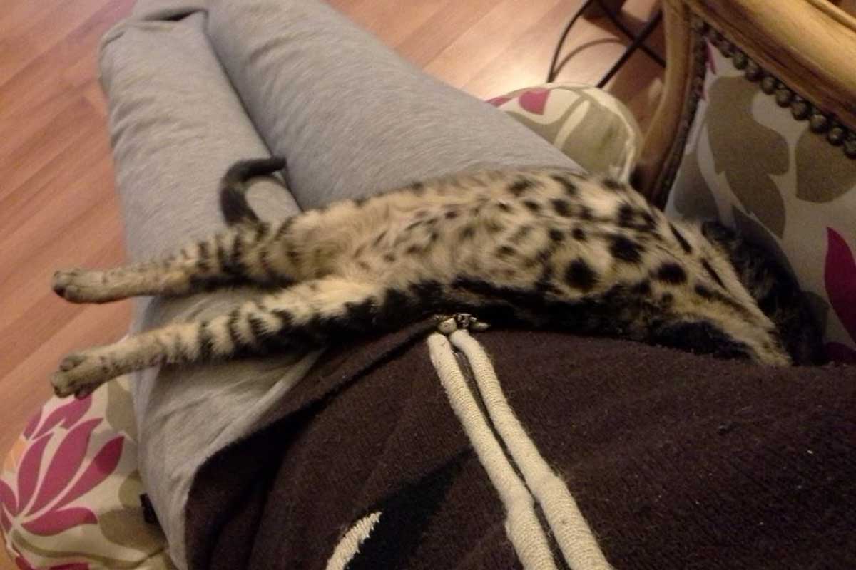 Gato durmiendo con la espalda completamente plana