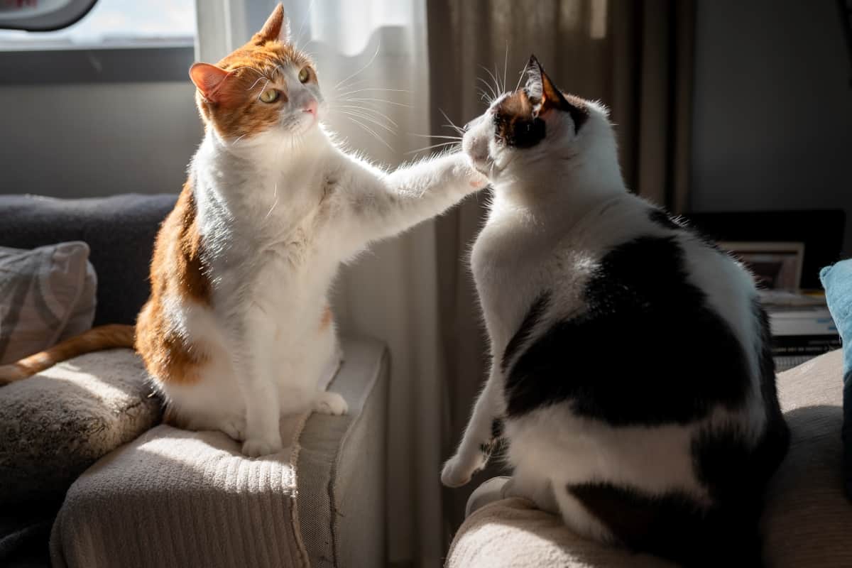 Gato blanco y marrón con ojos amarillos y gato gordo blanco y negro, juega al tacto.  Ambos están sentados en los apoyabrazos de dos sofás y están iluminados por la luz del sol que entra por la ventana.