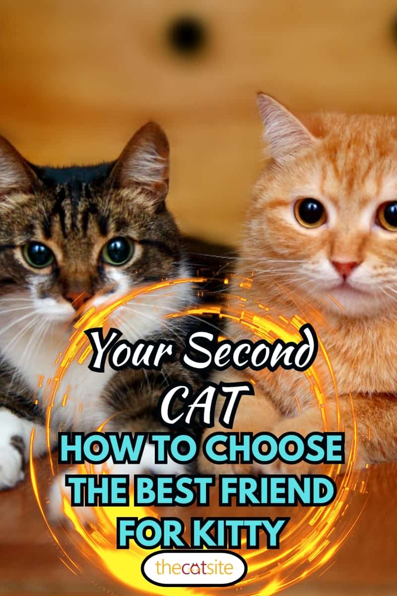 dos gatos