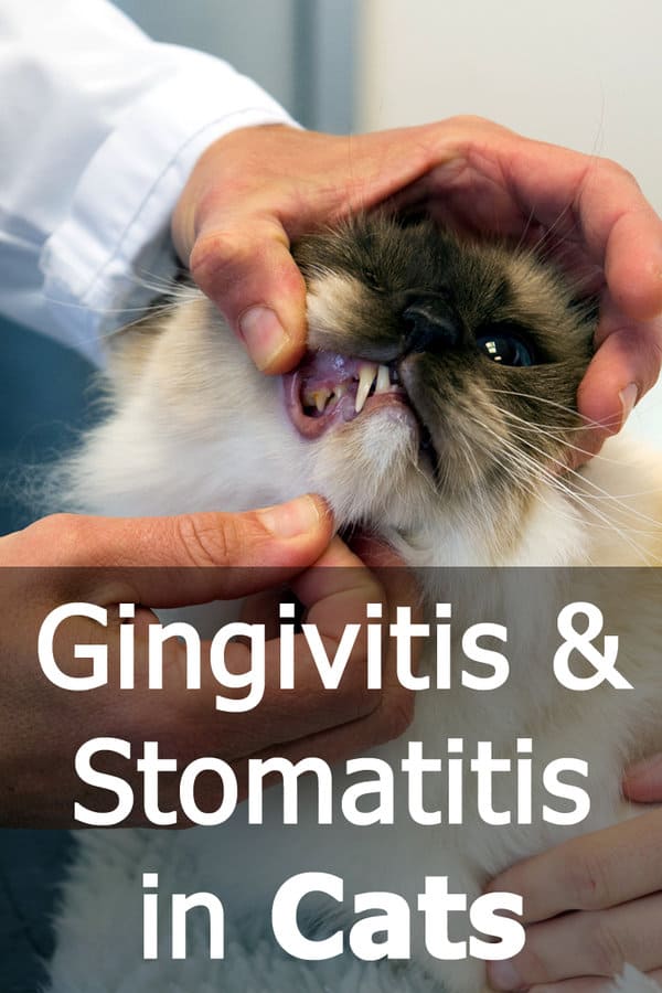 Gingivitis Y Estomatitis en Gatos (guía Completa)