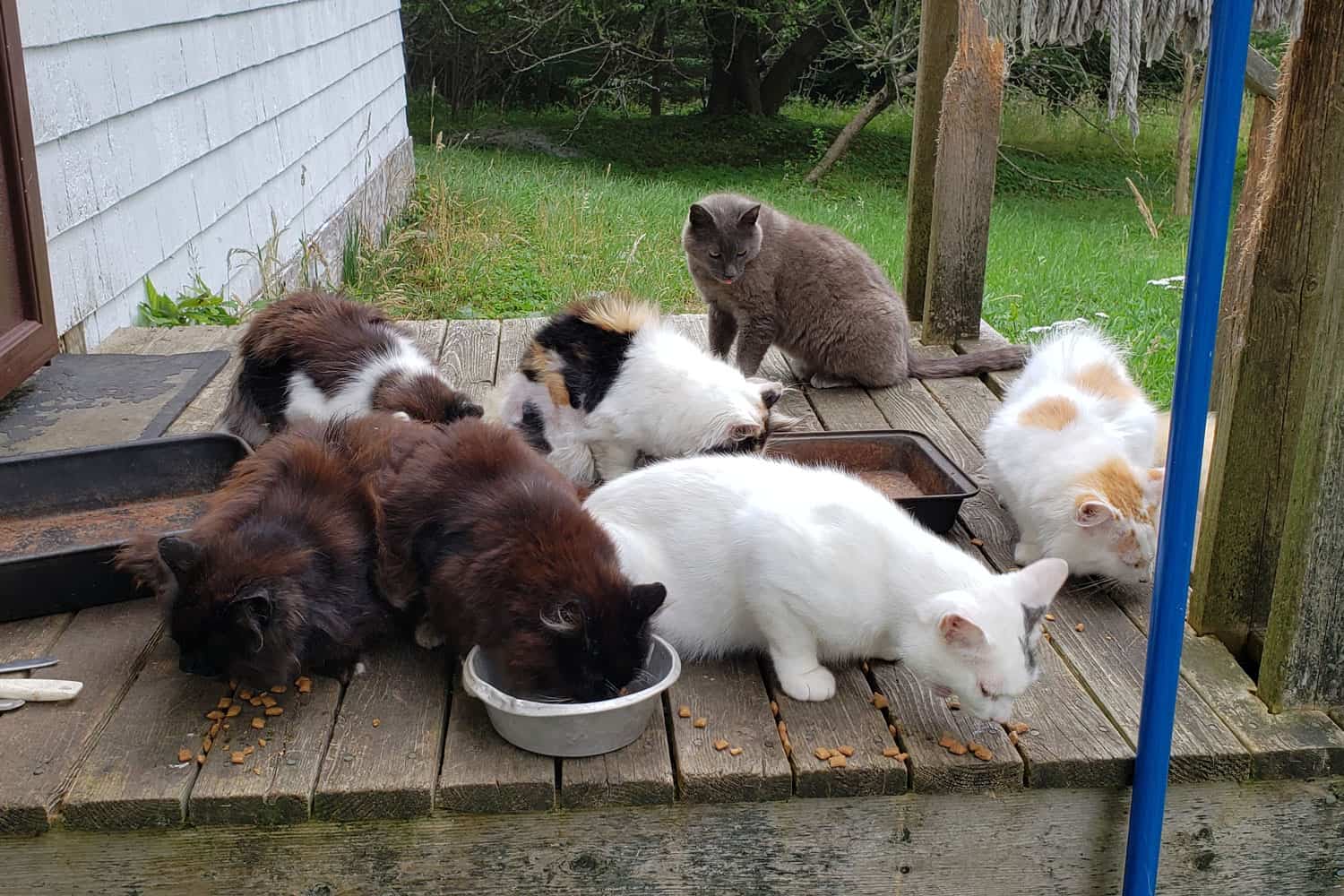 Gatos salvajes reunidos en el porche de madera de una residencia personal.  Los gatos son blancos, grises, manchados y de diversas razas mixtas.  Están comiendo alimentos sólidos de tazones de comida para mascotas.
