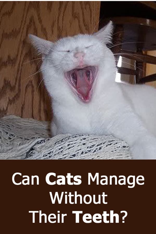 ¿Pueden Los Gatos Arreglárselas Sin Dientes? (Contestada) ¿pueden Los Gatos Arreglárselas Sin Dientes? (contestada)